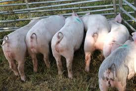 Photo of Community Pig Project